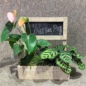 FD-PP2 Father's Day's Plants